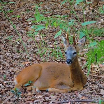 Centro de recuperación de especies animales Espacios naturales. Una cría de corzo, descubre qué hacer si te la encuentras y parece abandonada ¡no lo está!